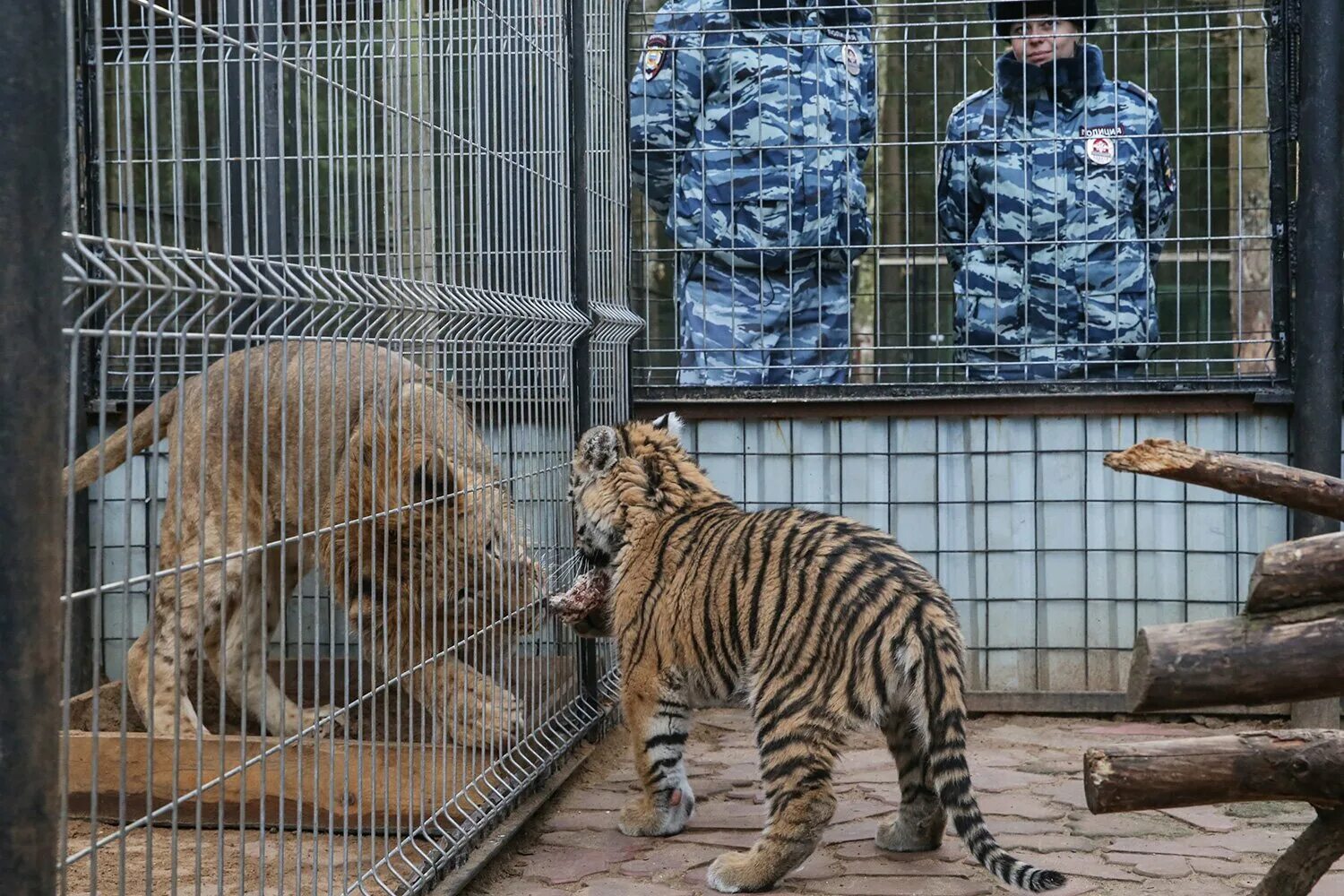 тигр в неволе. тигрица в клетке. тигрица в клетке. тигр в клетке в зоопарке. тигр из клетки.
