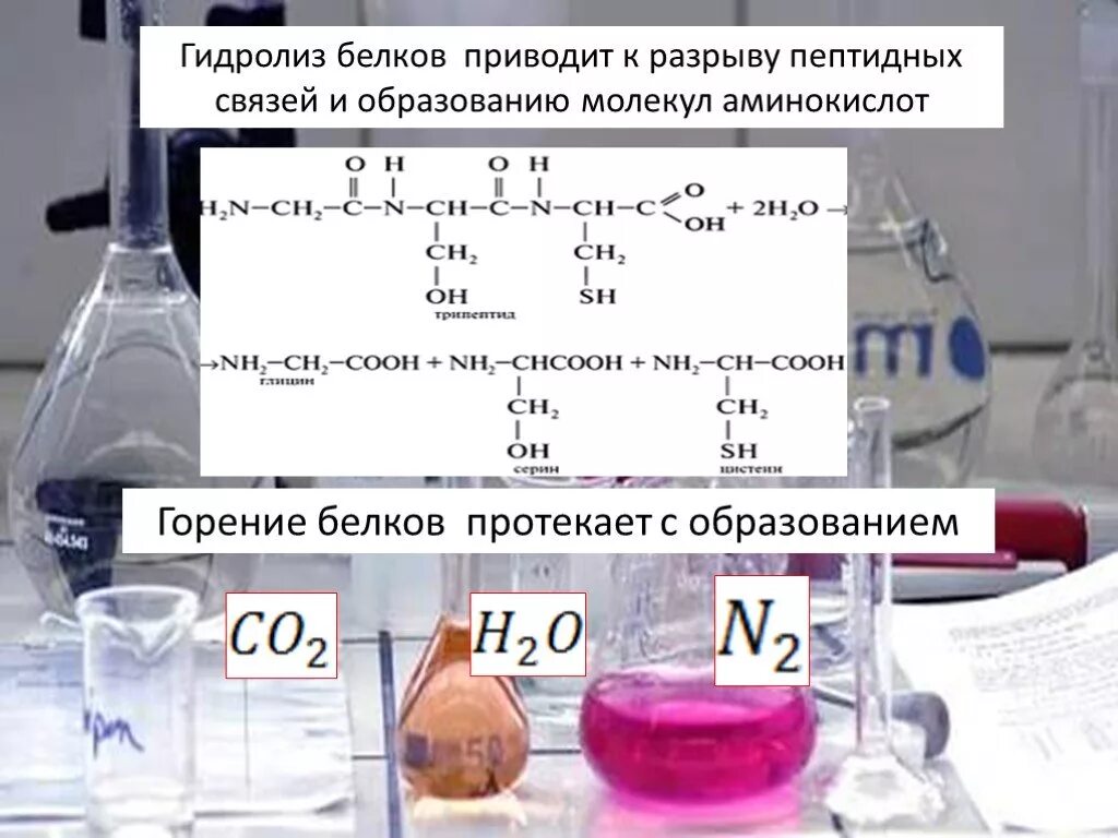 2 при гидролизе белка образуются. Горение белков реакция. Горение белков уравнение реакции. Реакция горения аминокислот. Качественная реакция на белки горение.