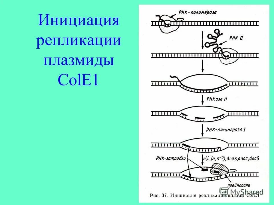 этапы синтеза белка инициация элонгация терминация. 1 инициация. факторы инициации факторы элонгации. стадия инициации. биосинтез белка инициация трансляции.