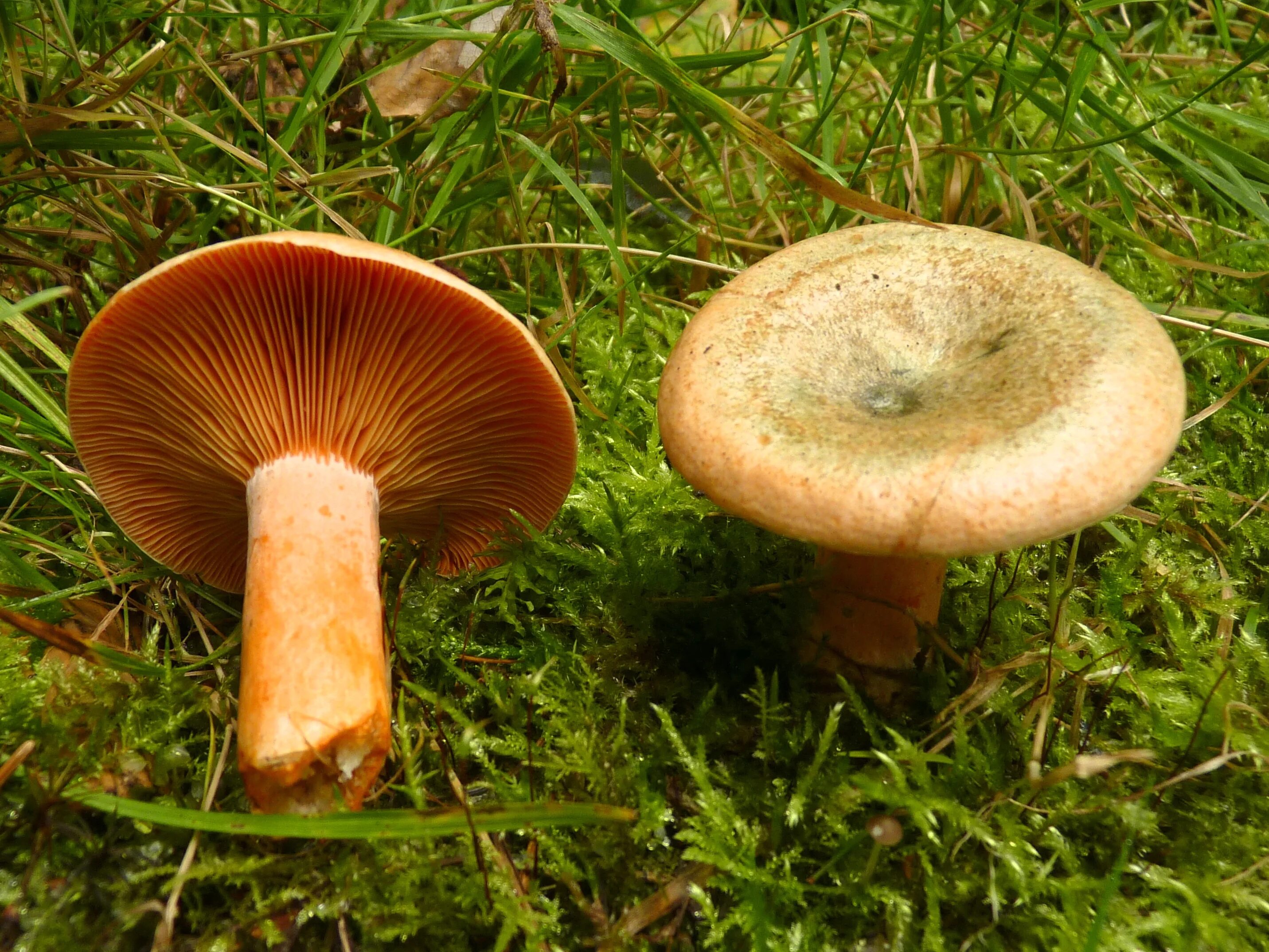 Рыжик Сосновый/Боровой (Lactarius deliciosus);. Рыжик еловый (Lactarius deterrimus). Рыжик еловый/еловик (Lactarius deterrimus);. Рыжик еловый и Рыжик Сосновый.