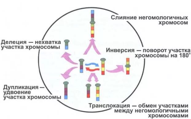 Делеция участка хромосомы изменение последовательности