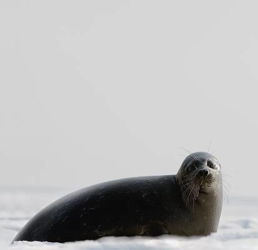 ладожская нерпа фото. кольчатая нерпа. ладожская кольчатая нерпа крошик. ладожская кольчатая нерпа. балтийская кольчатая нерпа.