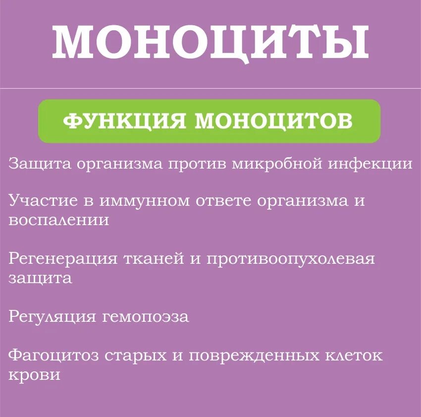 Почему повышенные моноциты в крови. Моноциты функции. Повышение моноцитов. Моноциты роль в организме. Причины повышения моноцитов.