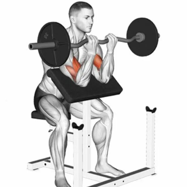 Barbell Preacher Curl. Barbel Preacher Curls. Barbell or Preacher Curls. One-Arm Preacher Curl. Www curl