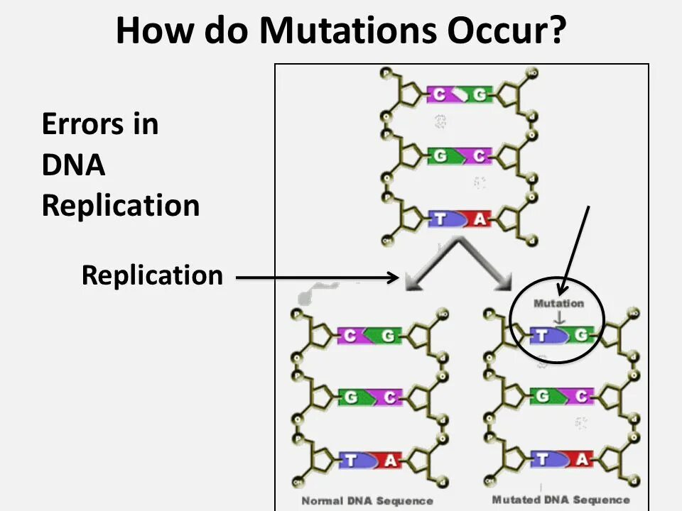 Ошибки в днк. Ошибки репликации днк. types of mutations. the mutation of dna gyrase. dna synthesis. (hames b. d. biochemistry, 3 ed., taylor and francis group, 2005).