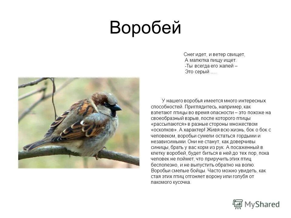 подготовить рассказ о воробье рассказ скворцы. подготовить рассказ о воробье рассказ скворцы. воробей для детей. описание воробья. произведения о перелетных птицах для дошкольников.