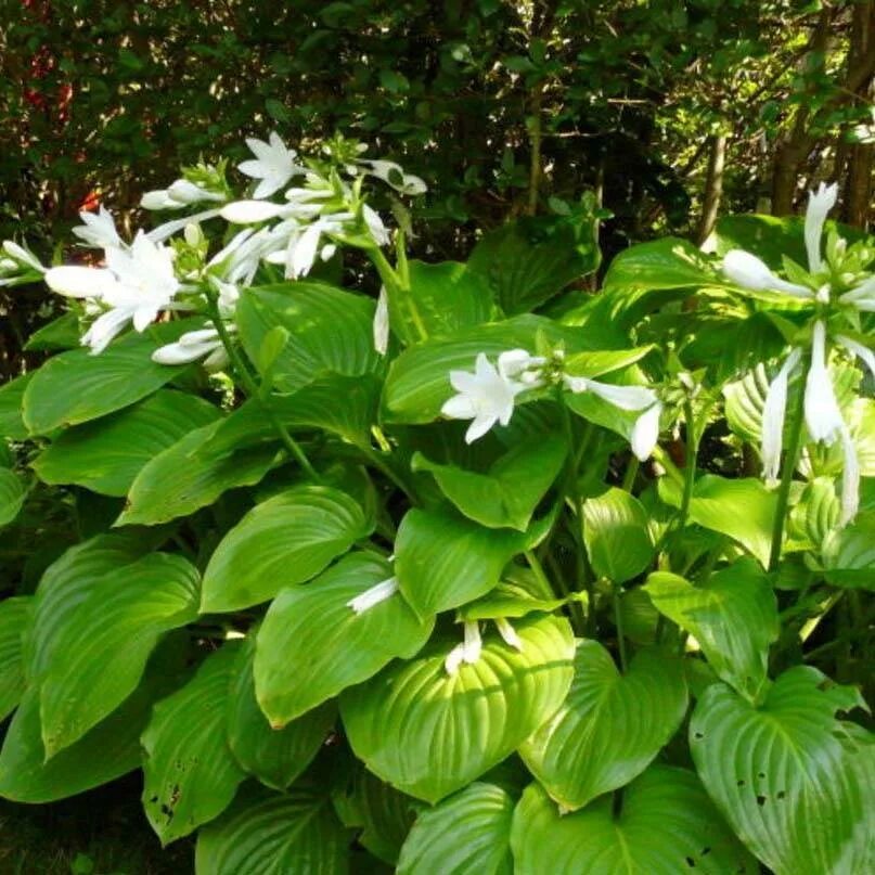 Хост цветы как цветут. Хоста подорожниковая (hosta plantaginea). хоста плантагинеа грандифлора. хоста подорожниковая афродита. хоста плантагинеа венус.