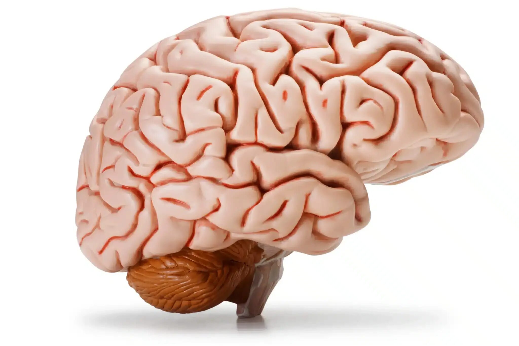 Современный мозг