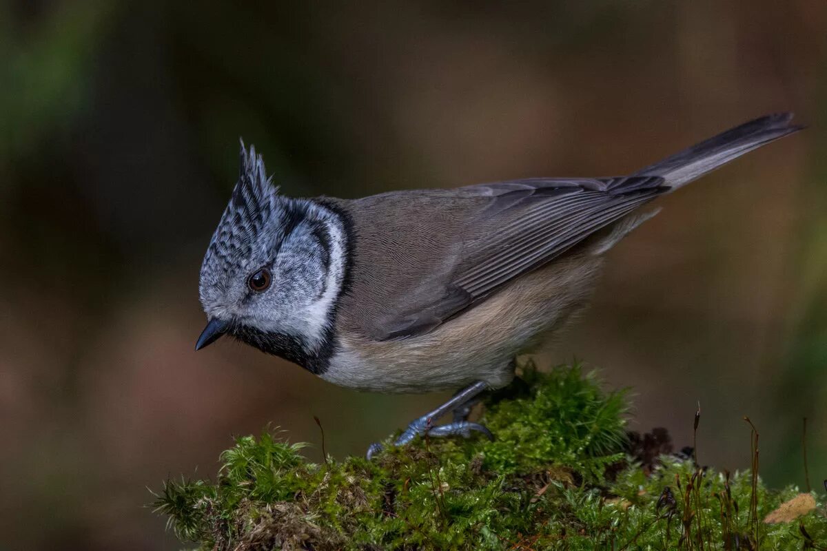синица хохлатая птица. хохлатая синица. хохлатая синица хохлатая. хохлатая синица. хохлатая синица.