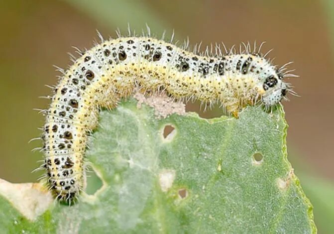 Зеленая гусеница капустница. Гусеница бабочки капустницы. Pieris brassicae гусеница. Гусеница бабочки капустницы. Гусеница капустницы.