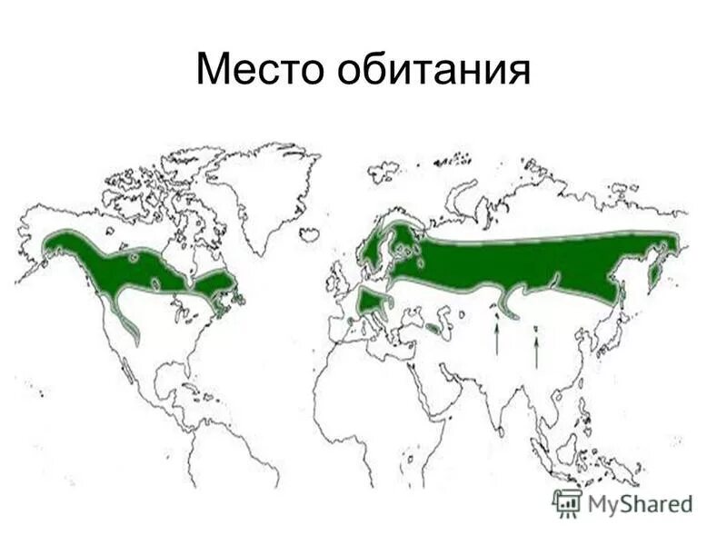 Филин обыкновенный ареал обитания. Карельская береза ареал обитания. Карельская береза ареал распространения. Ареал местообитание. Куница ареал обитания.
