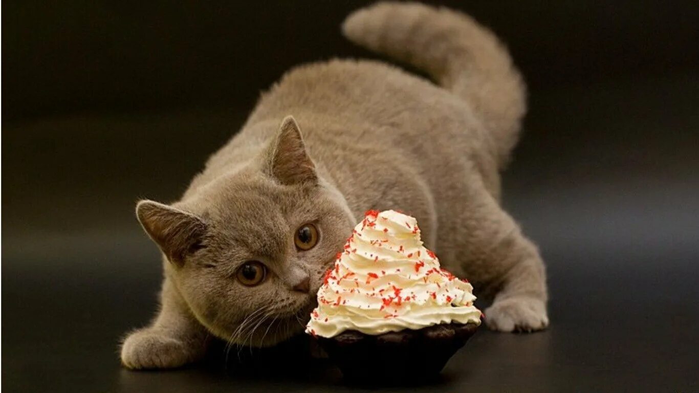 Кот мафин. Сладости для кошек. Котик со сладостями. Котенок с конфетой. Сладкая кошка.