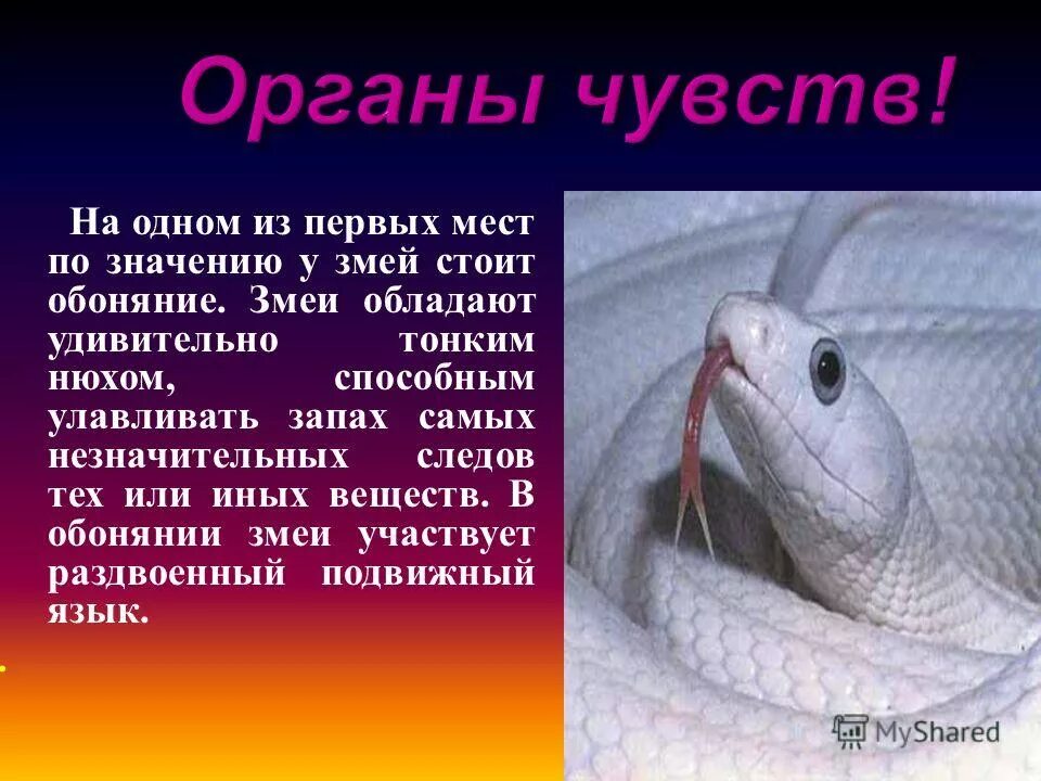 Слух змеи