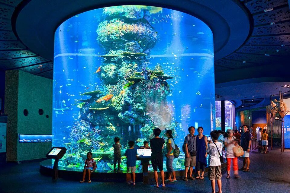 Сингапур Сентоза океанариум. Океанариум в Сингапуре s.e.a. Aquarium. Marine Life Park, Сингапур. Океанариум Рипли Торонто.