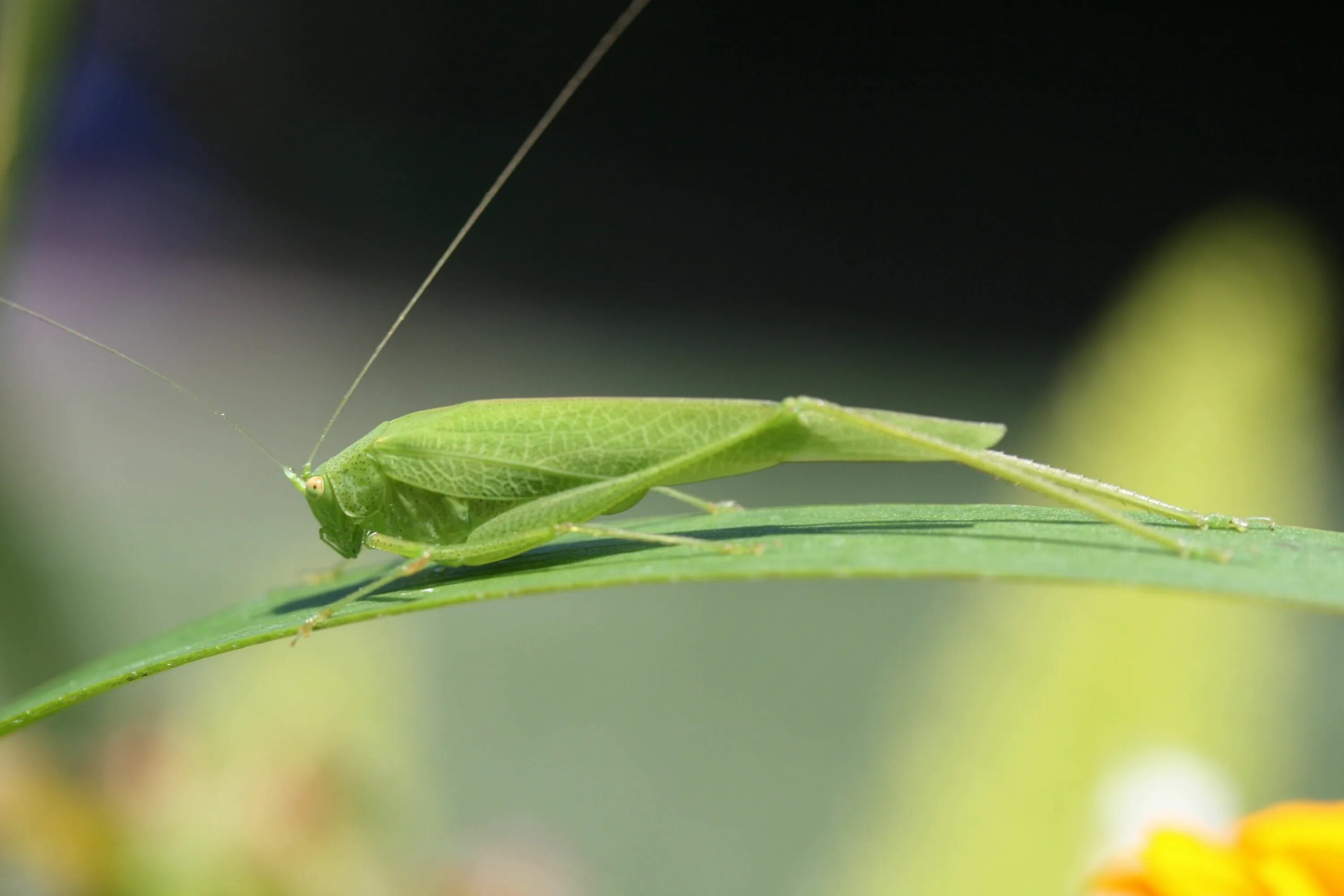 Насекомые зеленого цвета. Кузнечик амбликорифа. Катидид кузнечик. Katydid насекомое. Зеленое насекомое.