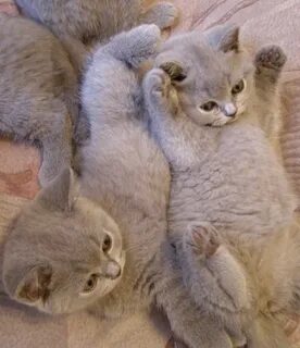 Сколько вынашивают британские кошки
