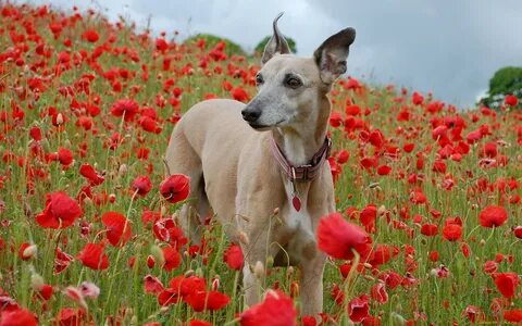 Poppy dog