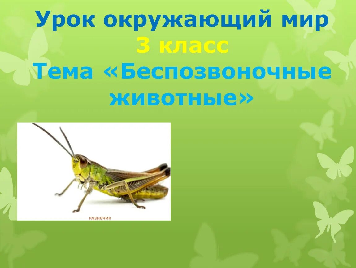 Беспозвоночные животные презентация. Беспозвоночные 3 класс. Беспозвоночные животные 3 класс окружающий мир. Беспозвоночные животные 3 класс 21 век презентация. Беспозвоночные презентация