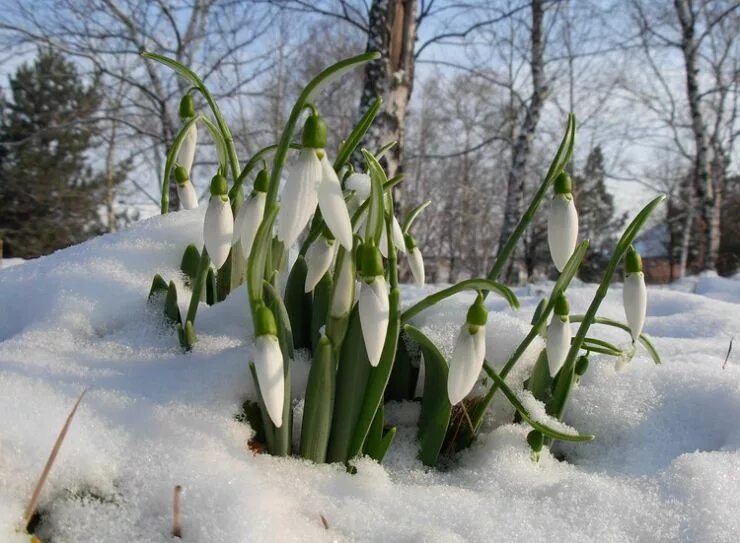 Подснежники в сибири. Подснежник снежный. Подснежники в лесу в снегу. Чайковский подснежник. Подснежник на проталинке.