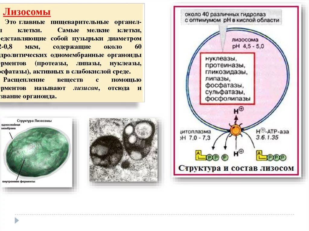 Строение структура лизосомы. Строение и состав лизосом. Лизосомы строение и функции ЕГЭ. Ферменты лизосом клетки. Роль лизосом