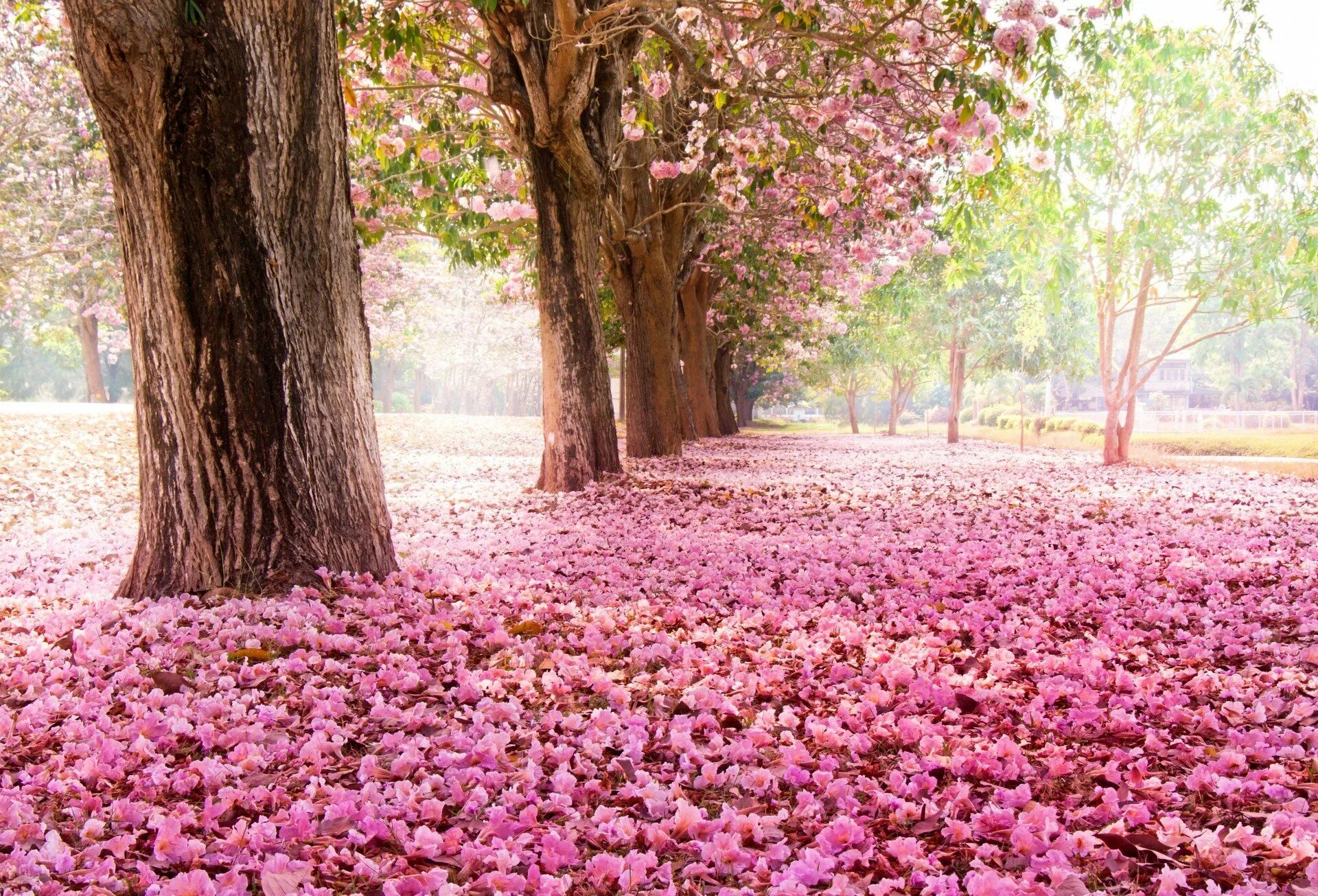 Bahor rasmlari. Цветение Сакуры парк. Цветочное дерево. Красивое розовое дерево.