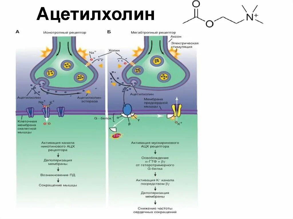 Ацетилхолиновые рецепторы строение. Мускариновые рецепторы ацетилхолина. Химическая структура ацетилхолина. Ацетилхолиновый Рецептор схема.
