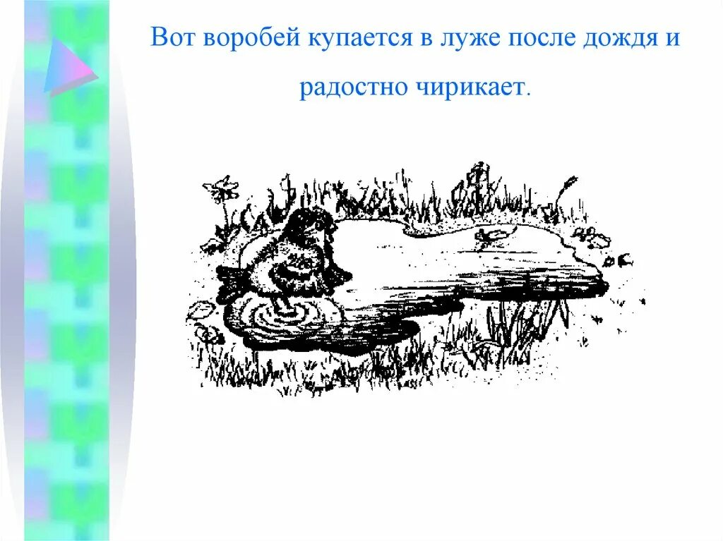Воробей купается лужа улыбается. Воробьи купаются в луже. рисование воробьи купаются в луже. воробей купается в луже рисунок. раскраска воробьи в луже.