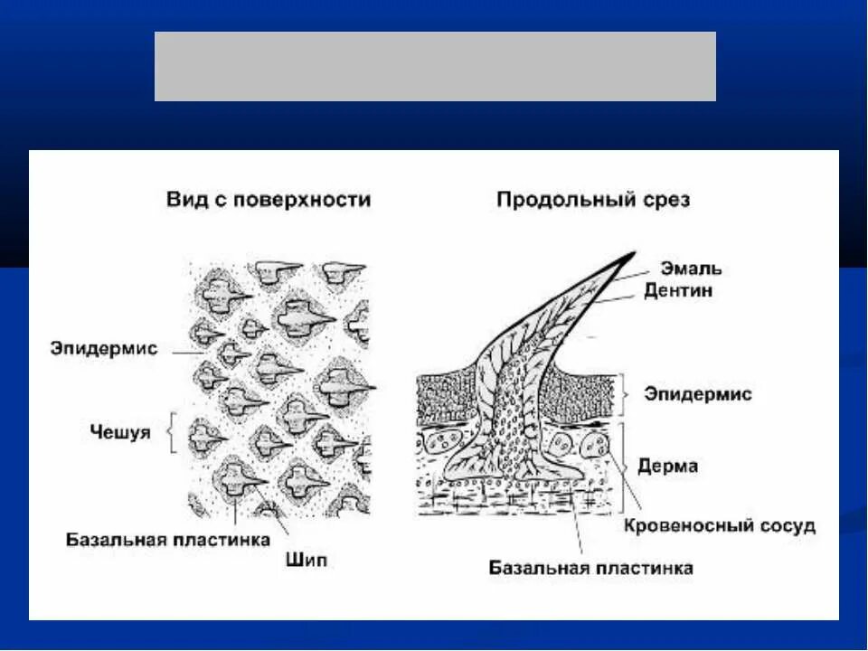 строение плакоидной чешуи. плакоидная чешуя акулы. какая чешуя у хрящевых. строение чешуи костных рыб. какая чешуя у хрящевых.