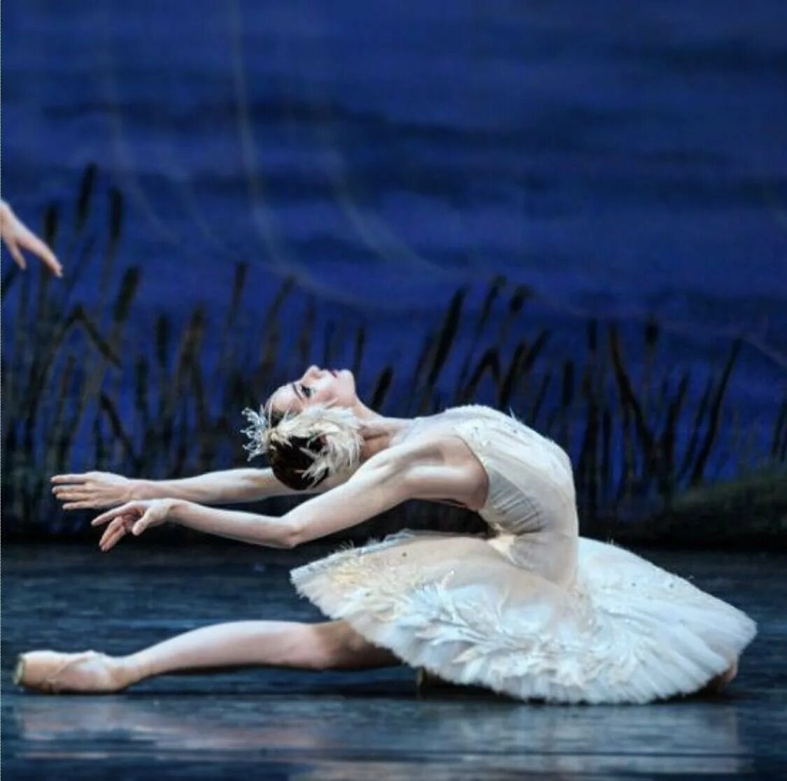 захарова светлана лебедь балерина. майя плисецкая балет. балет лебединое озеро умирающий лебедь. ульяна лопаткина балет. балет лебединое озеро умирающий лебедь.