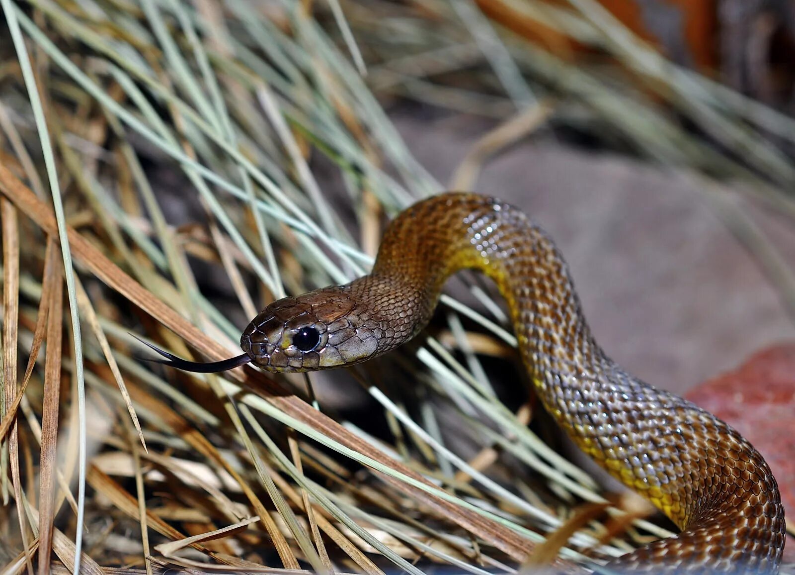 Snakes are dangerous. Тайпан (Oxyuranus scutellatus). Тайпан Маккоя змея. Ядовитая змея Тайпан. Тайпан змея Австралии.