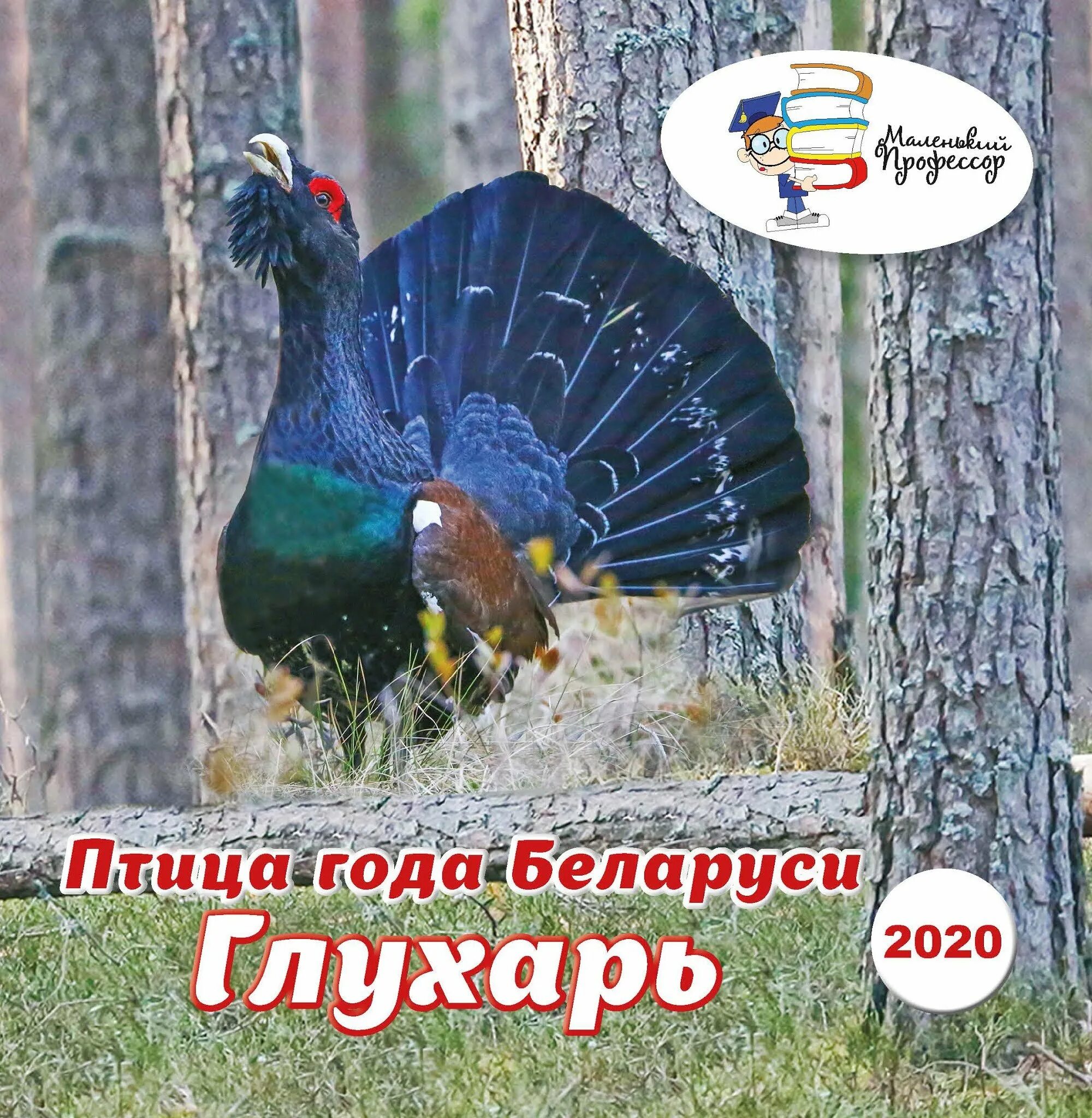 Птицы беларуси в картинках. Красная книга республики беларусь. Птицы беларуси книги. Названия птиц на белорусском языке. Названия птиц на белорусском языке.