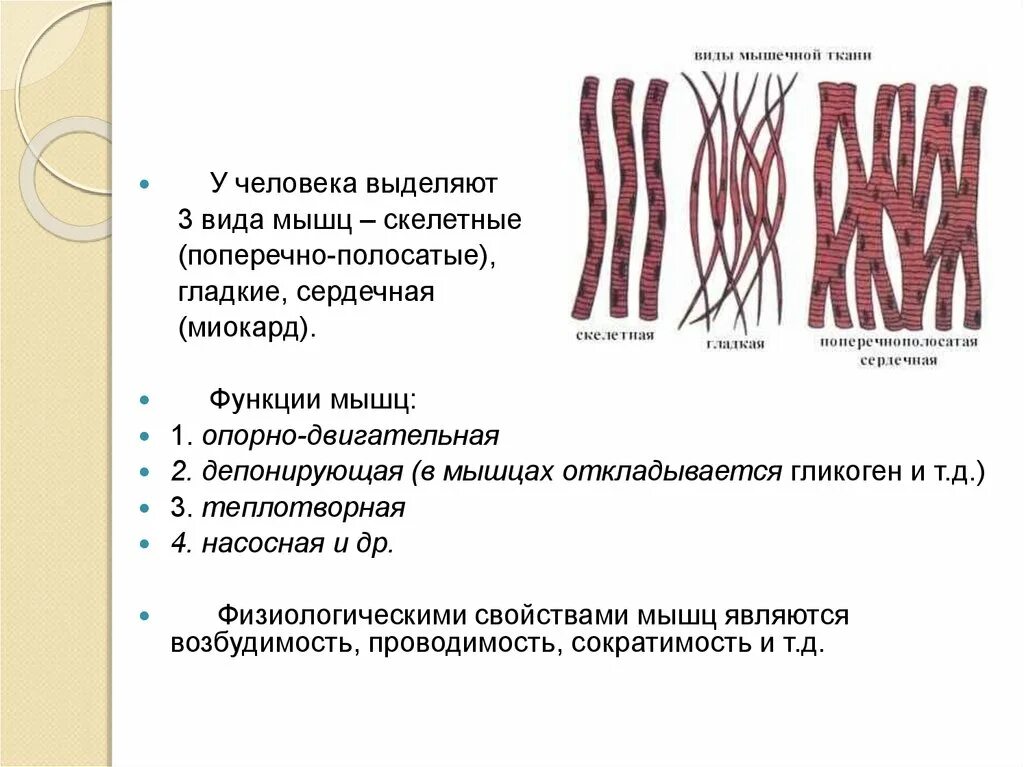 Поперечнополосатая скелетная мышечная ткань особенности строения. Поперечно Скелетная мышечная ткань. Поперечнополосатая сердечная мышца миокард. Схема строения сердечной поперечнополосатой мышечной ткани.. Скелетные поперечнополосатые мышцы человека.