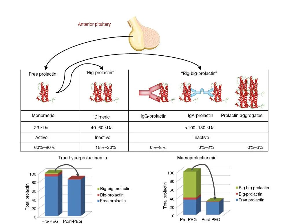 Биг Биг пролактин. Пролактин big big анализ. Синтез пролактина схема. Prolactin monomeric (Post-Peg)- 335,05 Miu/l.