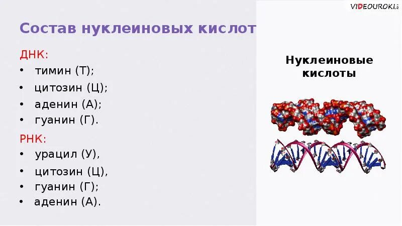 Нуклеиновые кислоты аминокислоты. Сходство белков и нуклеиновых кислот. Строение нуклеиновых кислот таблица. Нуклеиновые кислоты состоят из аминокислот.