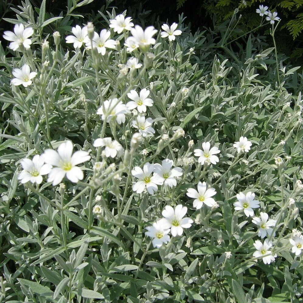 Ясколка многолетняя купить фото. Ясколка войлочная (Cerastium tomentosum). Ясколка Биберштейна. Ясколка шерстистая. Ясколка Альпийская.