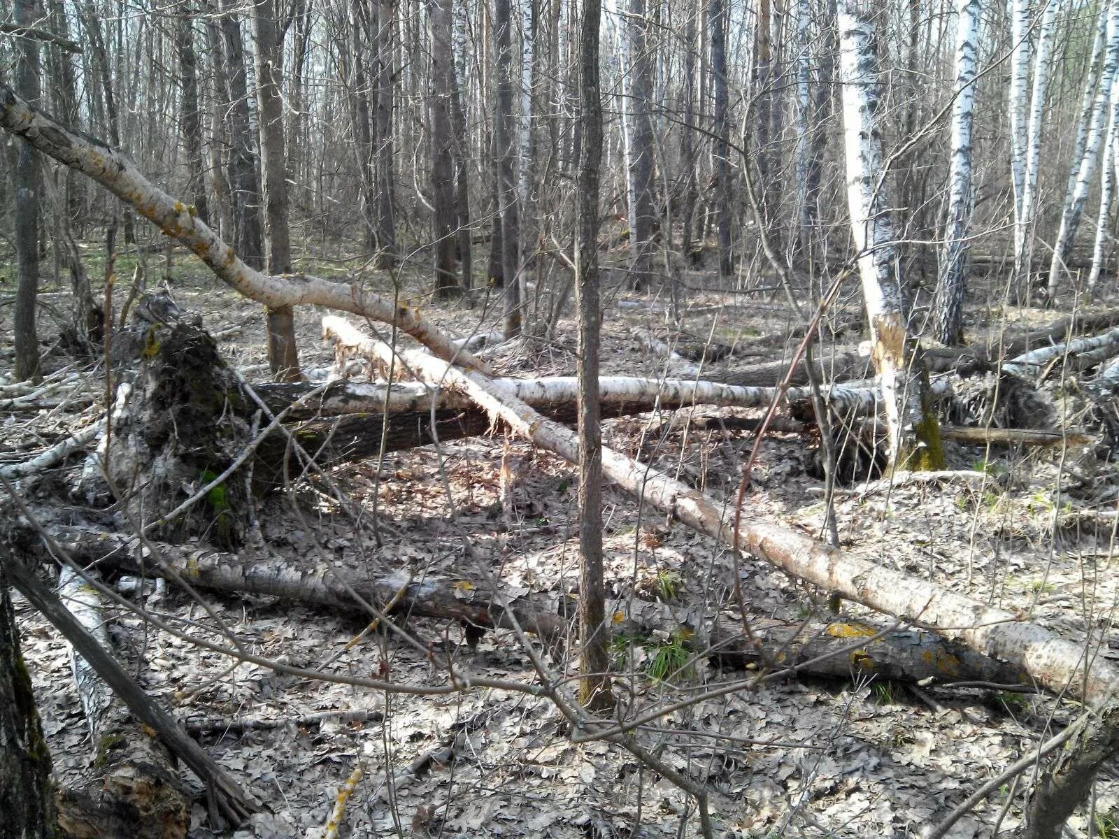Лесной валежник. Лиственница сухостой. Валежник. Сухостой в лесу. Сухостой береза.