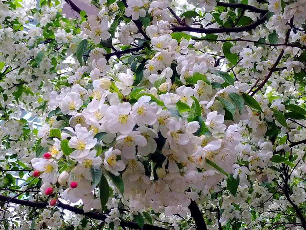 Яблоня в разные времена года. Яблоня камео. Яблоня Семеренко цветение. "Яблони в цвету", 1935 Батурин. Яблоня «Эмбасси» цветет.
