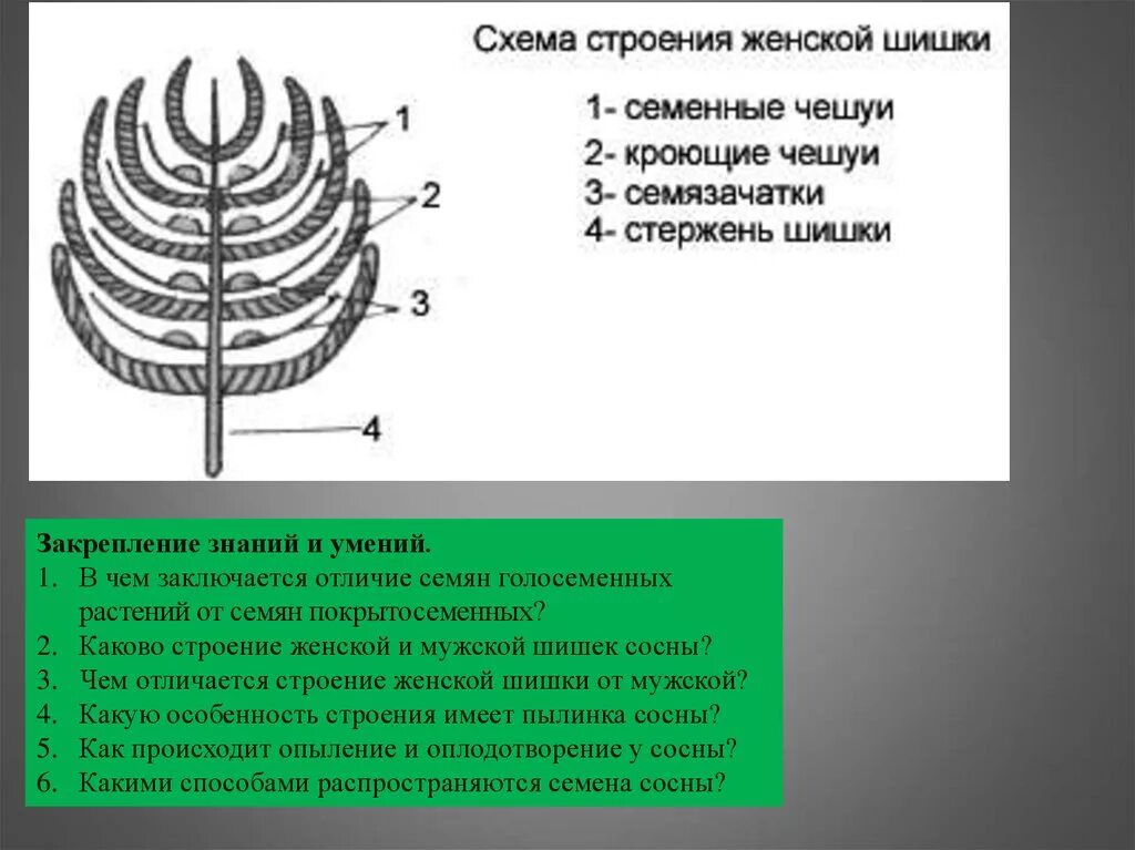 Каково строение голосеменных. Строение женской шишки голосеменных. Строение мужской шишки голосеменных растений. Строение мужской и женской шишки сосны. Продольный разрез женской шишки сосны обыкновенной.