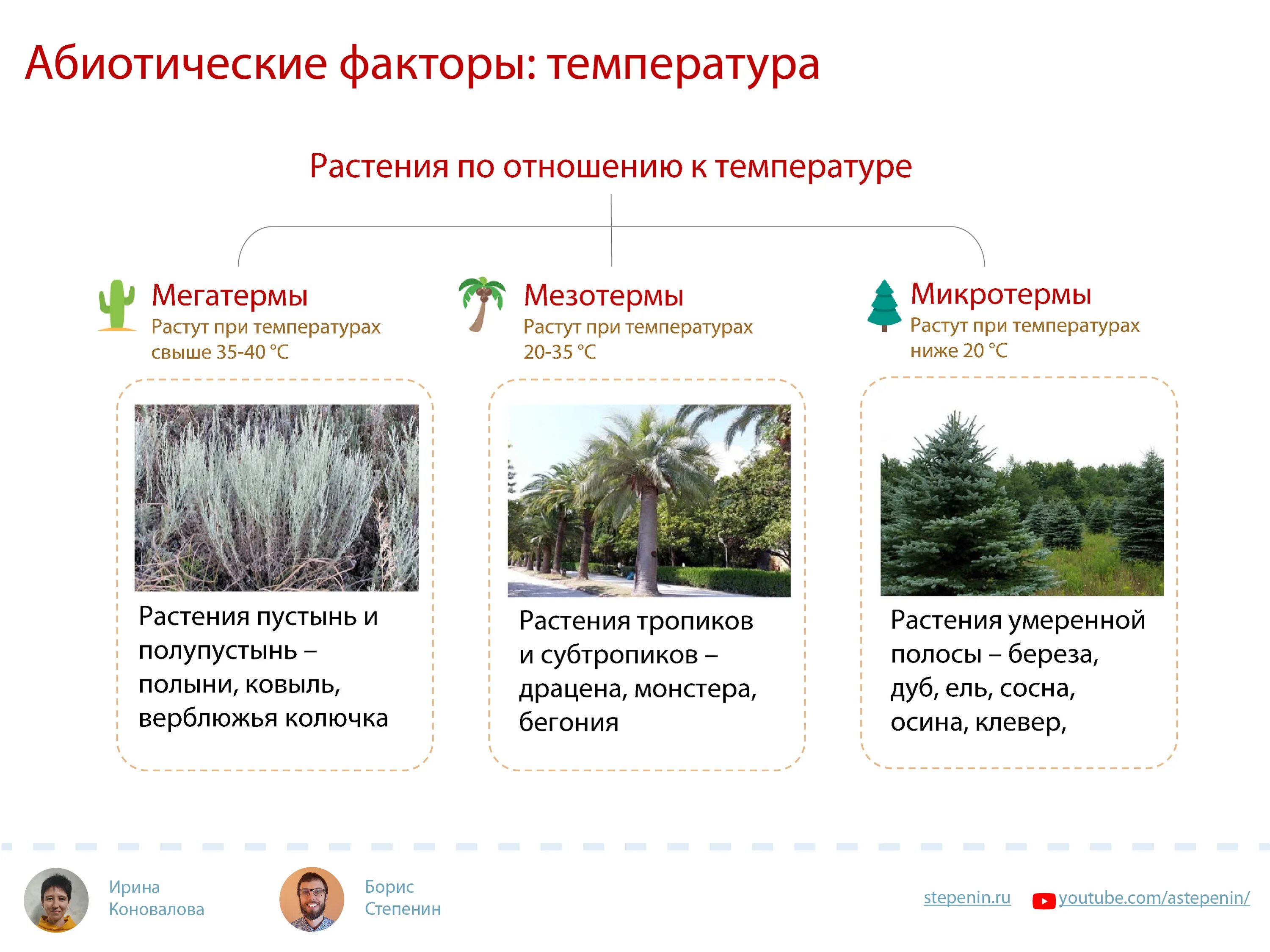 Абиотический фактор в наибольшей степени ограничивающий распространение. Абиотические факторы среды и растения. Абиотические факторы растений. Приспособление растений к абиотическим факторам. Абиотические факторы среды.