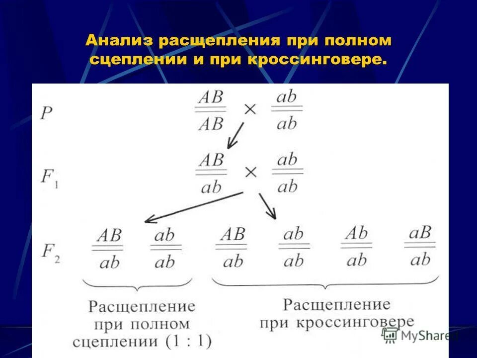 Полное сцепление исследуемых генов. Кроссинговер генетика задачи. Задачи на полное сцепление генов. Решение задач на сцепление генов. Задачи на сцепление.