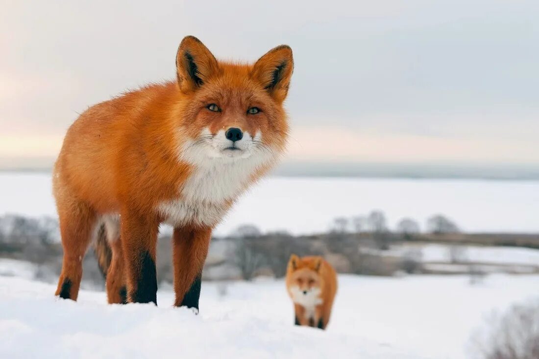 Fox russia