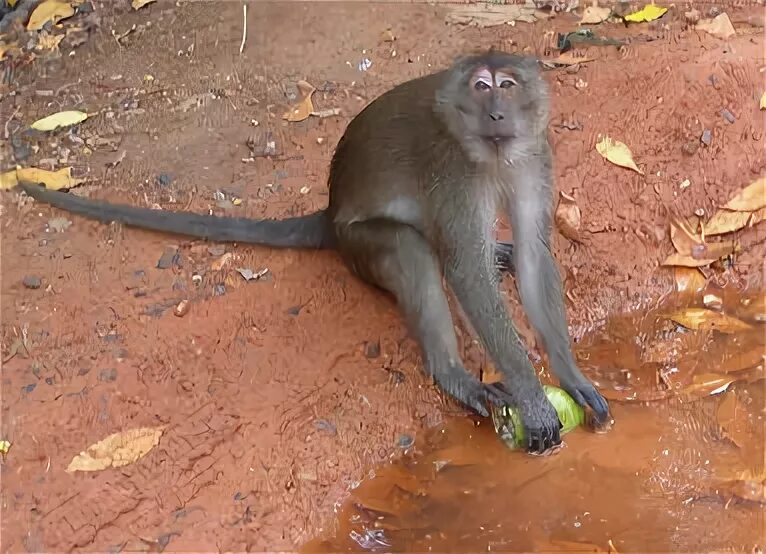 Обезьяны и батат. Эффект сотой обезьяны что это такое простыми словами. Макака моется. 100 обезьян. 100 обезьян.