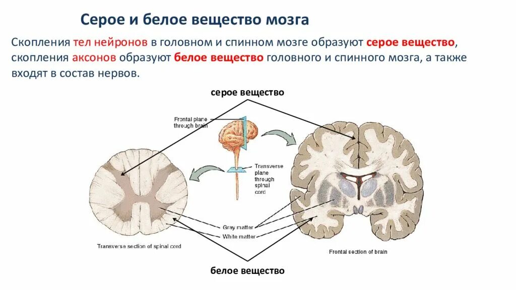 Какую функцию выполняет серое вещество мозга. Серое вещество нервной системы образовано. Серое вещество головного и спинного мозга состоит из. Белое и серое вещество спинного и головного мозга. Строение мозга серое и белое вещество.