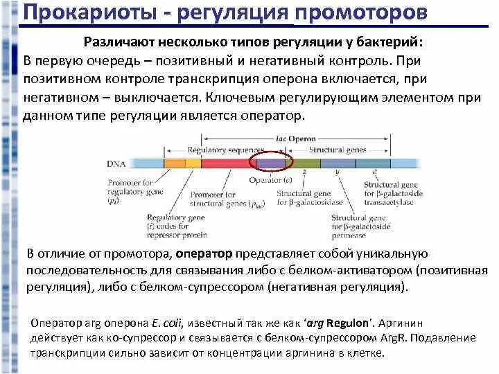 Регуляция у прокариот и эукариот