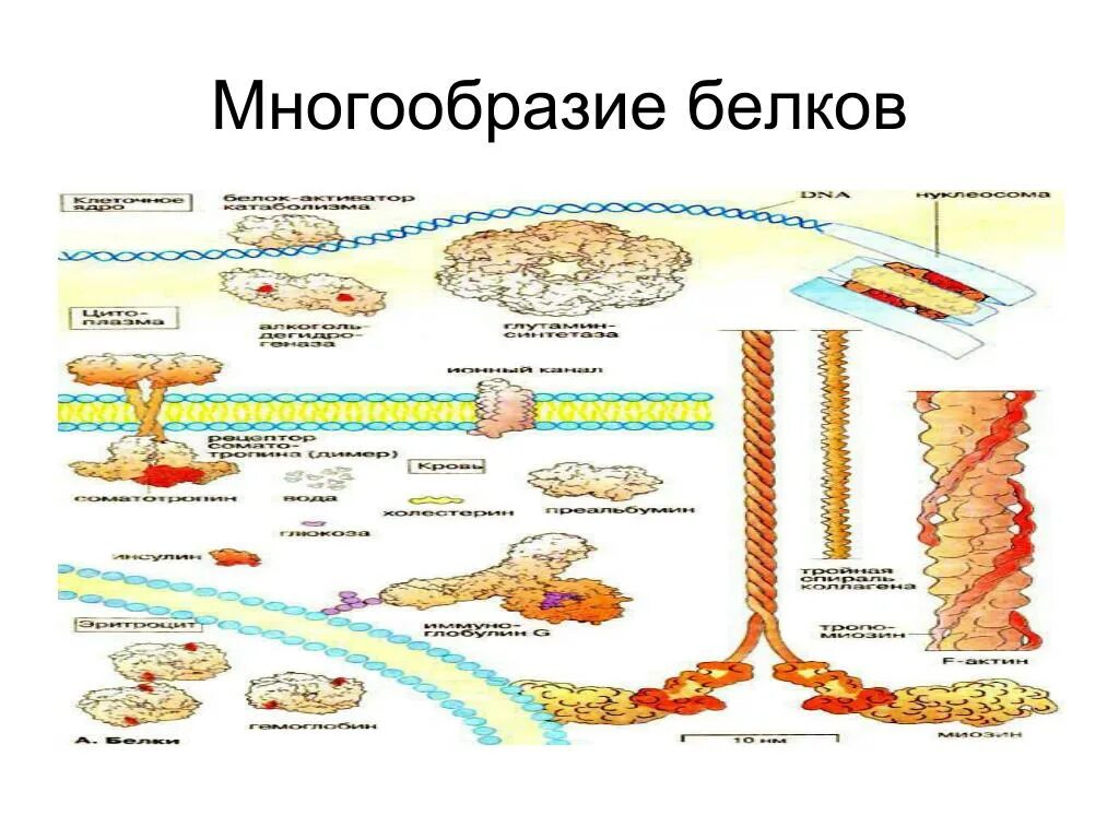 Белки многообразие