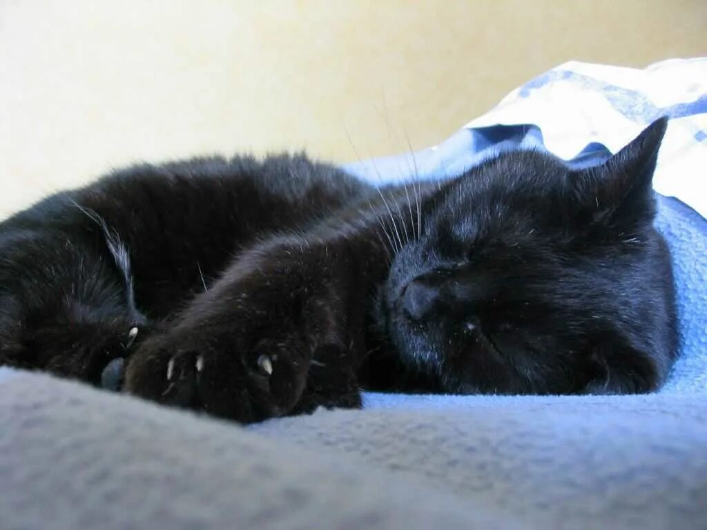 Черные котята во сне к чему снятся. Спящие котята. Спящий черный кот. Спящий черный котенок. Сонный котенок черный.