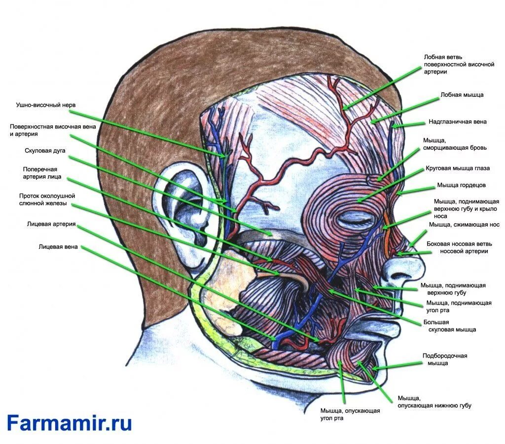 Анатомия лица для косметологов артерии и вены. Анатомия лица мышцы нервы сосуды. Строение головы. Строение головы и лица.