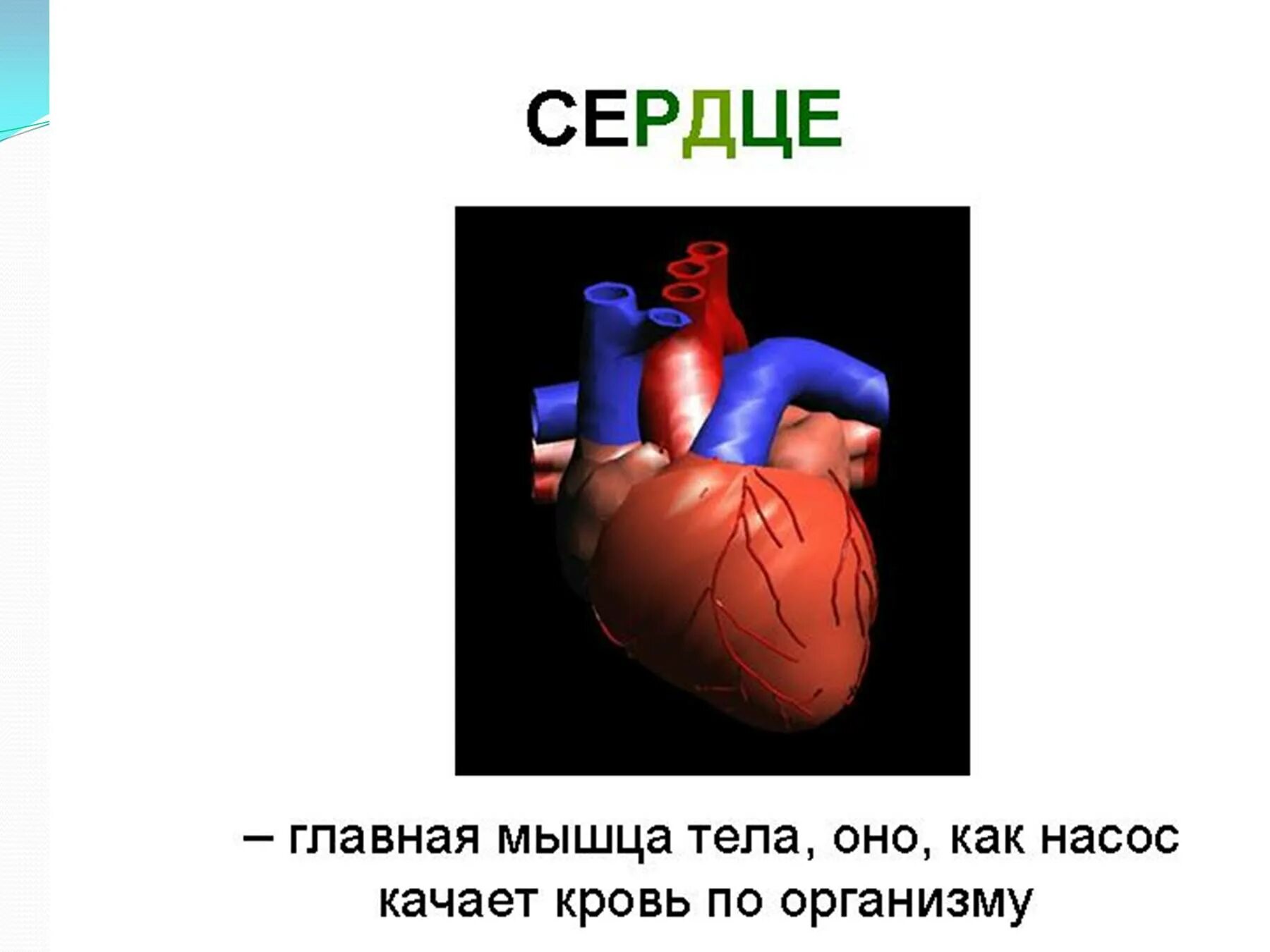 Сердце человека литература. Строение сердца человека. Сердце человека для презентации. Сообщение о сердце человека. Доклад о сердце человека.