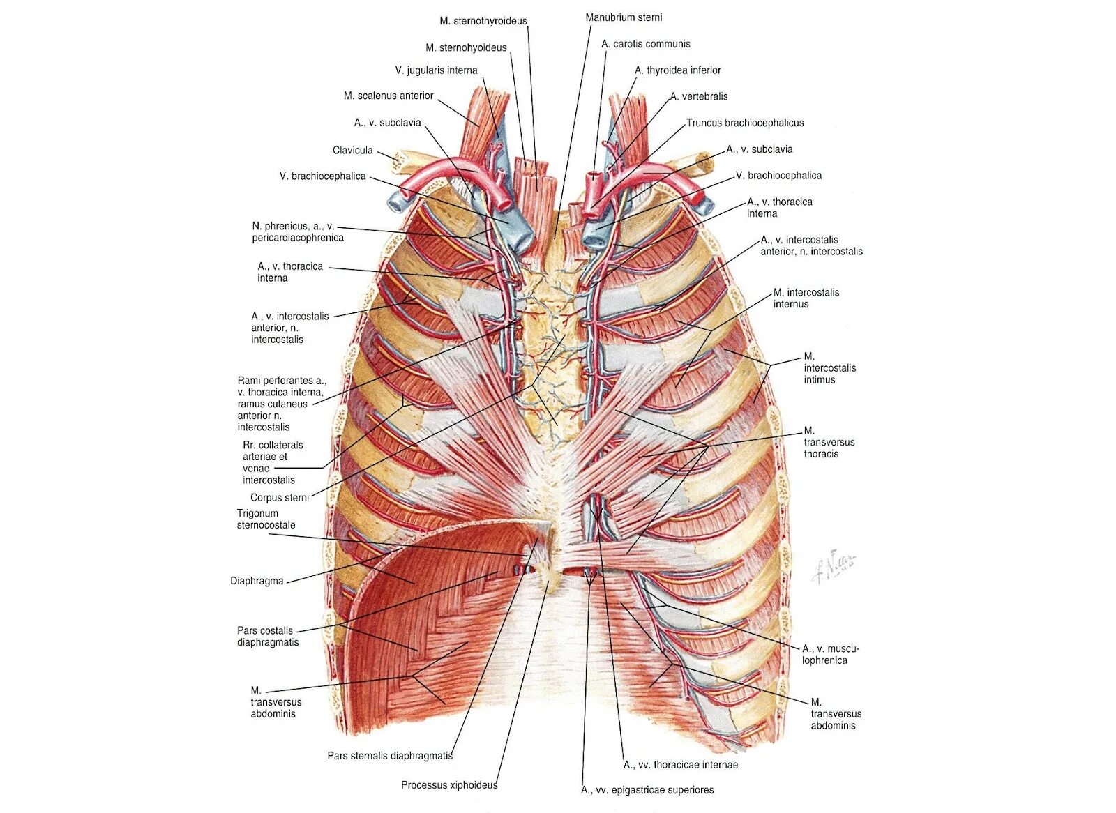 Строение грудной клетки человека анатомия с внутренними органами. Внутренняя поверхность передней грудной клетки. Топографическая анатомия грудной клетки у женщины.