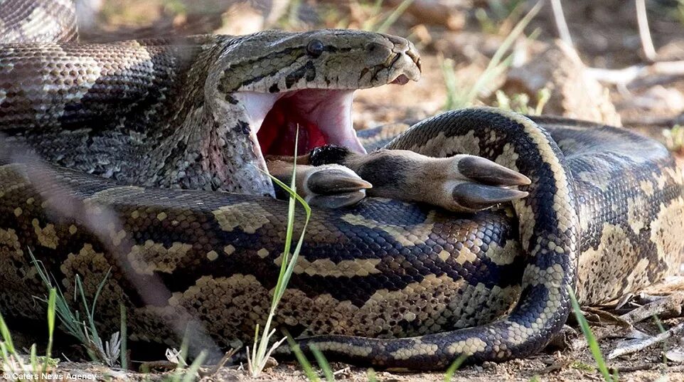 Сон змея ест змею. Австралийская Анаконда.